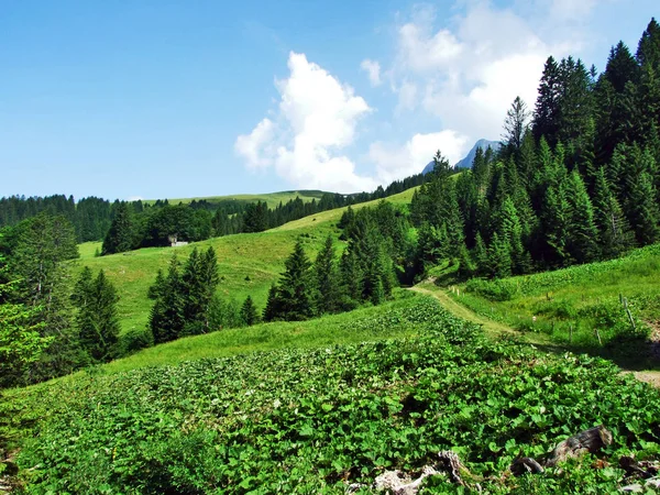 Pastos Alpinos Prados Las Laderas Cordillera Los Alpes Appenzell Cantón — Foto de Stock