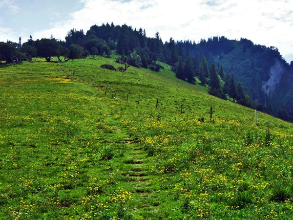 Alpine Pastures Meadows Slopes Appenzell Alps Mountain Range Canton Gallen — Stock Photo, Image
