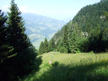 Ağaçlar ve Gonzen dağ - Canton St. Gallen, İsviçre eteklerinde karışık ormanlar