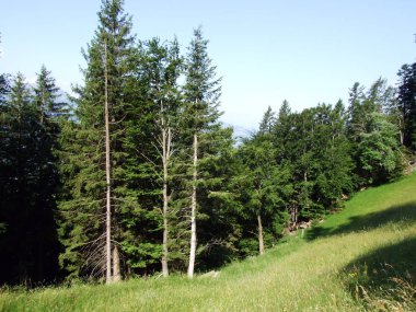 Ağaçlar ve Gonzen dağ - Canton St. Gallen, İsviçre eteklerinde karışık ormanlar