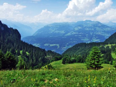 Ağaçlar ve Gonzen dağ - Canton St. Gallen, İsviçre eteklerinde herdem yeşil ormanlar