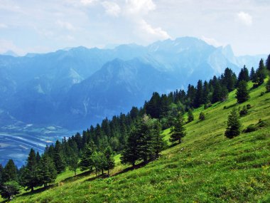 Ağaçlar ve Gonzen dağ - Canton St. Gallen, İsviçre eteklerinde herdem yeşil ormanlar