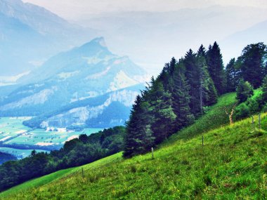 Ağaçlar ve Gonzen dağ - Canton St. Gallen, İsviçre eteklerinde herdem yeşil ormanlar