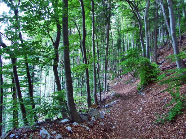 Stromy Listnaté Lesy Svazích Gonzen Hory Kantonu Gallen Švýcarsko — Stock fotografie