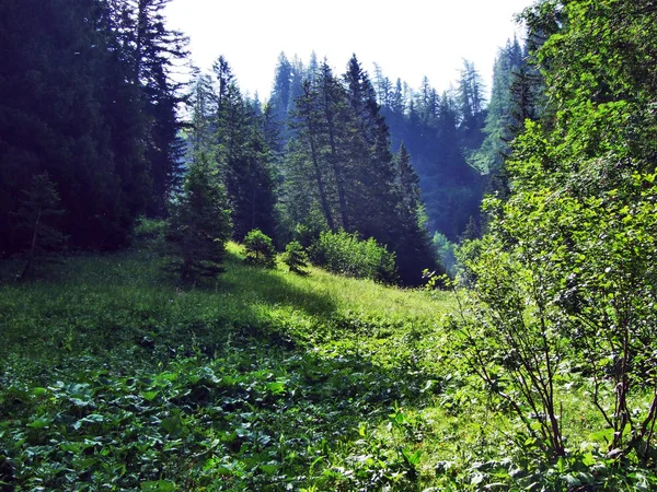 Stromy Smíšené Lesy Svazích Gonzen Hory Kantonu Gallen Švýcarsko — Stock fotografie