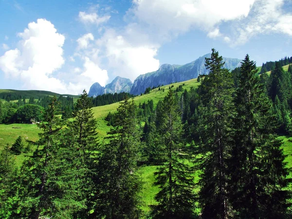 Träd Och Vintergröna Skogar Sluttningarna Gonzen Berg Kantonen Sankt Gallen — Stockfoto