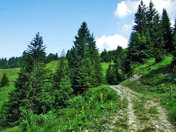 Ağaçlar Gonzen Dağ Canton Gallen Sviçre Eteklerinde Herdem Yeşil Ormanlar — Stok fotoğraf