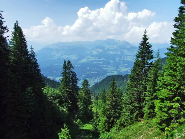 Árboles Bosques Siempreverdes Las Laderas Montaña Gonzen Cantón Gallen Suiza — Foto de Stock