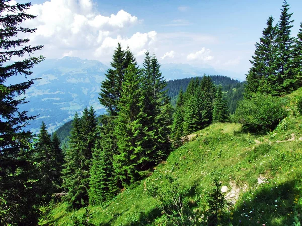 Árboles Bosques Siempreverdes Las Laderas Montaña Gonzen Cantón Gallen Suiza —  Fotos de Stock