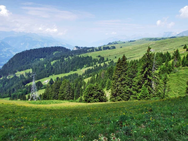 贡森山山坡上的树木和常绿森林 瑞士圣加仑州 — 图库照片
