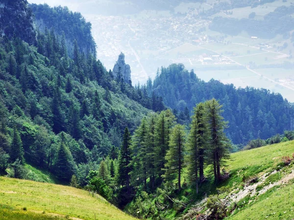 Árboles Bosques Siempreverdes Las Laderas Montaña Gonzen Cantón Gallen Suiza —  Fotos de Stock