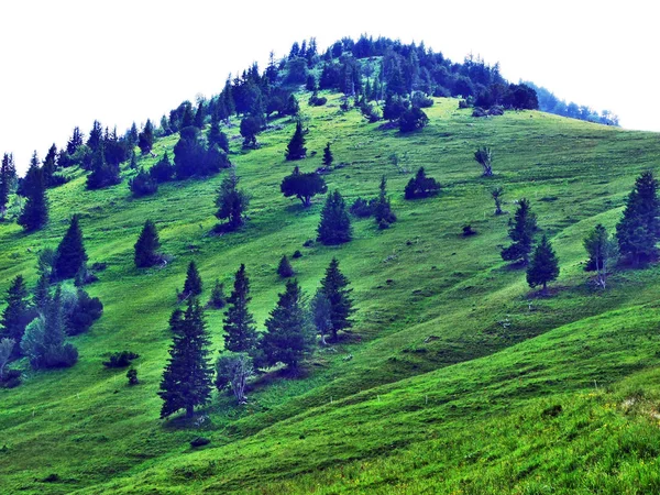 Arbres Forêts Feuillage Persistant Sur Les Pentes Montagne Gonzen Canton — Photo