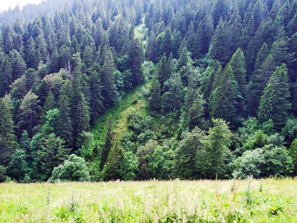 Drzew Wiecznie Zielone Lasy Stokach Gonzen Góry Kantonu Gallen Szwajcaria — Zdjęcie stockowe