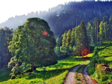 Ağaçlar ve Churfirsten dağ silsilesi Toggenburg bölgesi - Canton St. Gallen, İsviçre yamaçları karışık ormanlar