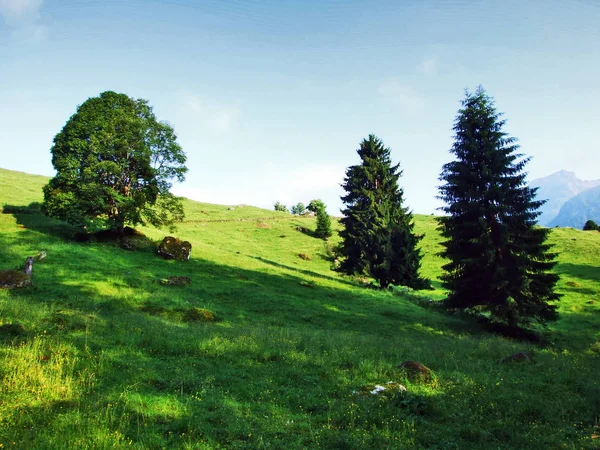 Stromy Smíšené Lesy Svazích Pohoří Pouze Toggenburg Lokalita Kantonu Gallen — Stock fotografie