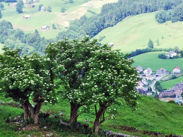 나무와 Churfirsten Toggenburg 구획의 세인트 스위스에 산맥의 경사면의 혼합된 — 스톡 사진