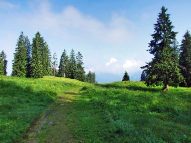 Ağaçlar ve herdem yeşil ormanlar yamaçları Churfirsten dağ dizi Toggenburg bölgesi - Canton St. Gallen, İsviçre
