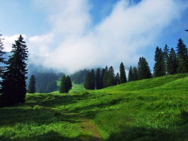 Ağaçlar ve herdem yeşil ormanlar yamaçları Churfirsten dağ dizi Toggenburg bölgesi - Canton St. Gallen, İsviçre