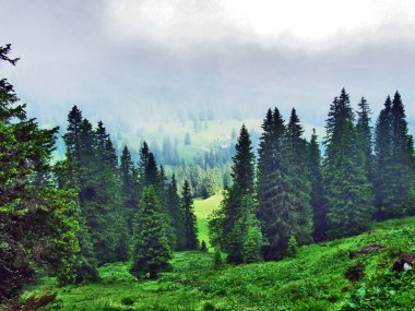 Ağaçlar ve herdem yeşil ormanlar yamaçları Churfirsten dağ dizi Toggenburg bölgesi - Canton St. Gallen, İsviçre