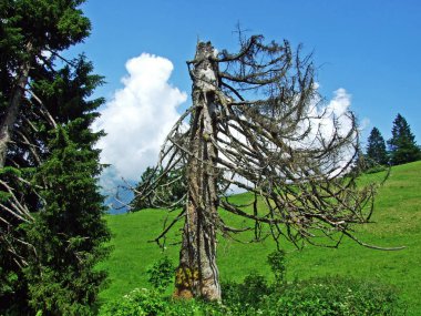 Ağaçlar ve herdem yeşil ormanlar yamaçları Churfirsten dağ dizi Toggenburg bölgesi - Canton St. Gallen, İsviçre