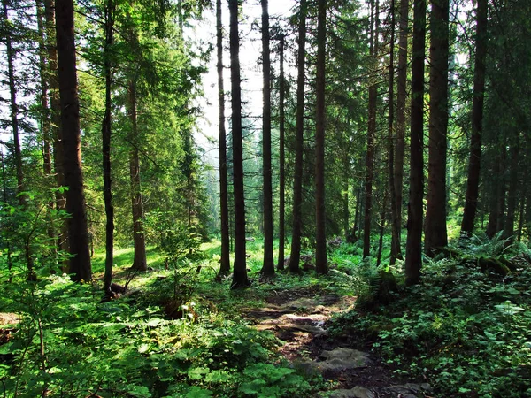 Деревья Вечнозеленые Леса Склонах Горного Хребта Churfirsten Регионе Тоггенбург Кантон — стоковое фото