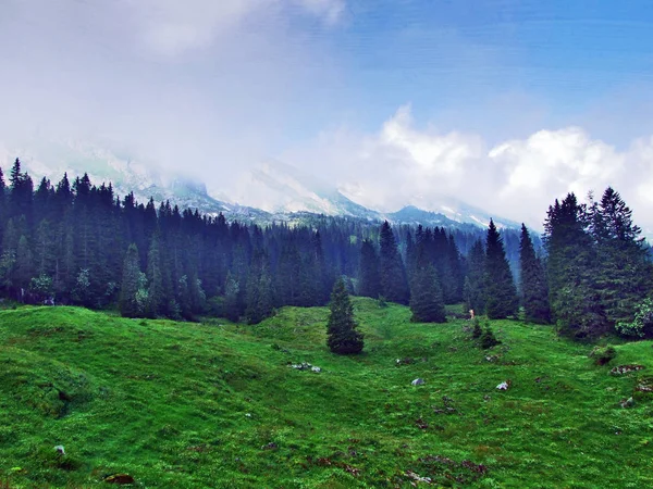 Bäume Und Immergrüne Wälder Den Hängen Des Obersten Gebirges Toggenburg — Stockfoto