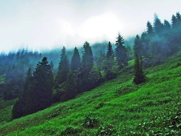 Trees and evergreen forests on the slopes Churfirsten mountain range in the Toggenburg region - Canton of St. Gallen, Switzerland