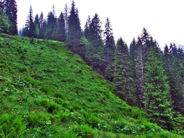Дерева Вічнозеленими Лісами Схилах Churfirsten Гірського Хребта Toggenburg Області Кантону — стокове фото