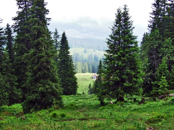 托根堡地区 Churfirsten 山脉山坡上的树木和常绿森林 瑞士圣加仑州 — 图库照片