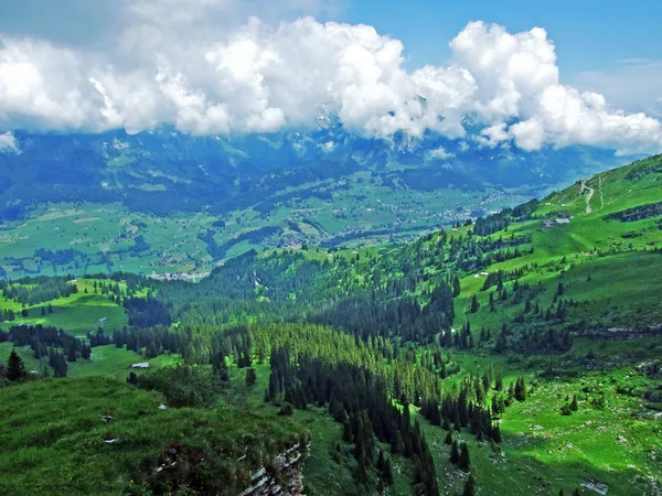 Bomen Groenblijvende Bossen Hellingen Churfirsten Bergketen Het Toggenburg Regio Kanton — Stockfoto