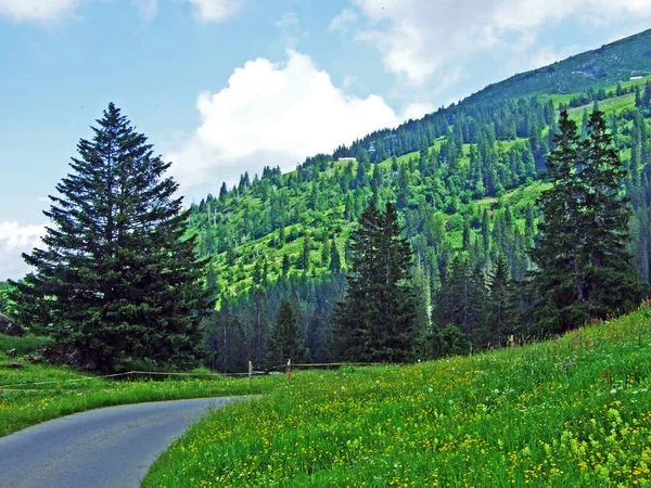 Bomen Groenblijvende Bossen Hellingen Churfirsten Bergketen Het Toggenburg Regio Kanton — Stockfoto