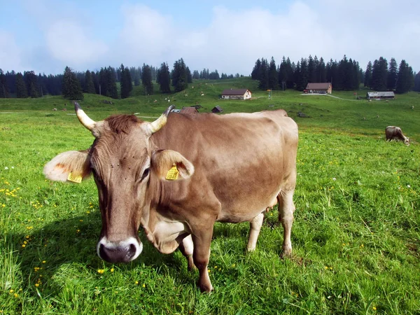 在托根堡地区的 Churfirsten 山脉山坡上的牧场上的奶牛 瑞士圣加仑州 — 图库照片