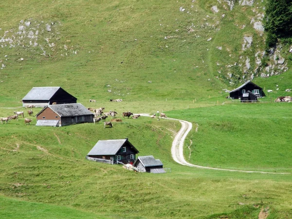 Kırsal geleneksel mimarisi ve hayvan çiftlikleri yamaçlarda Alpstein ve Ren Vadisi - St. Gallen Kanton ve Appenzell Innerrhoden, İsviçre