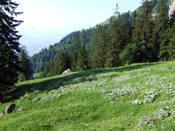 Almen Und Wiesen Den Hängen Des Alpsteingebirges Kantone Gallen Und — Stockfoto