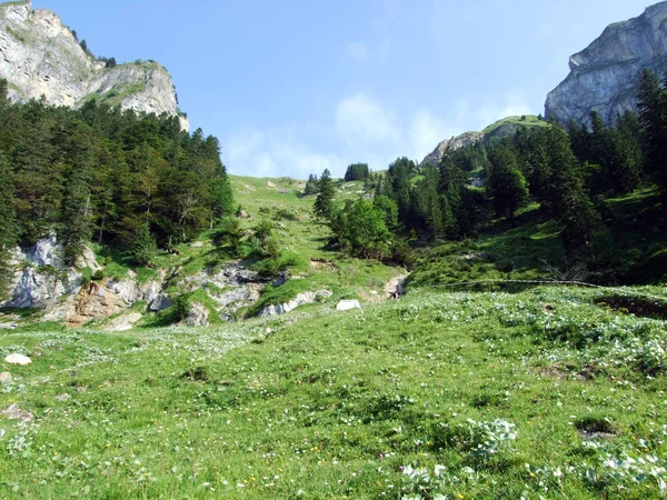 阿尔普斯坦山脉山坡上的高山牧场和草地 瑞士圣加仑和阿彭策尔内罗登州 — 图库照片