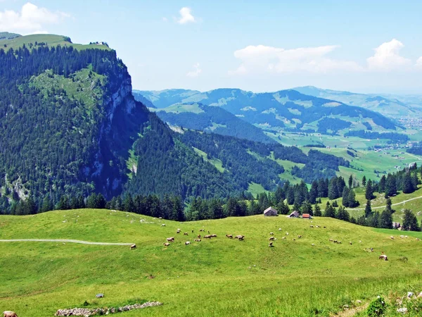 Alpejskie Pastwiska Łąki Zboczach Gór Alpstein Kantony Gallen Appenzell Innerrhoden — Zdjęcie stockowe