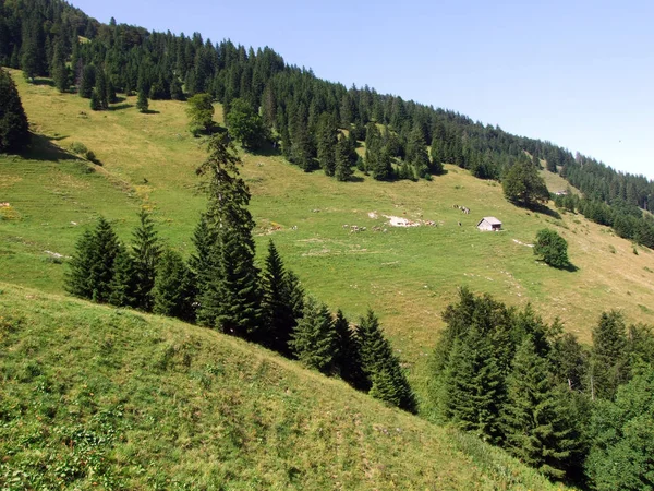 Pastos Alpinos Prados Las Laderas Cordillera Alpstein Cantones Gallen Appenzell — Foto de Stock