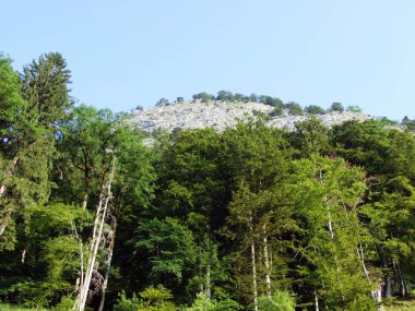 Ağaçlar ve karışık ormanlar pistlerinin Alpstein dağ ve nehir Ren Vadisi - St. Gallen Kanton ve Appenzell Innerrhoden, İsviçre