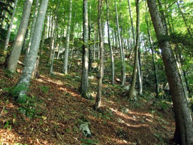 Ağaçlar ve karışık ormanlar pistlerinin Alpstein dağ ve nehir Ren Vadisi - St. Gallen Kanton ve Appenzell Innerrhoden, İsviçre