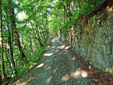 Ağaçlar ve karışık ormanlar pistlerinin Alpstein dağ ve nehir Ren Vadisi - St. Gallen Kanton ve Appenzell Innerrhoden, İsviçre