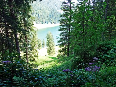 Ağaçlar ve karışık ormanlar pistlerinin Alpstein dağ ve nehir Ren Vadisi - St. Gallen Kanton ve Appenzell Innerrhoden, İsviçre