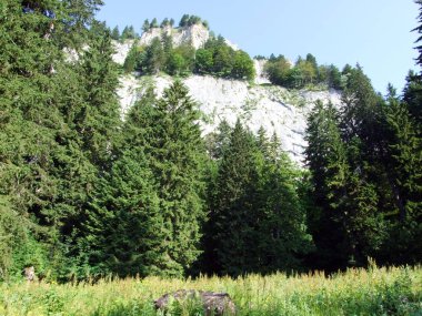 Ağaçlar ve herdem yeşil ormanlar yamaçlarda Alpstein dağ ve nehir Ren Vadisi - St. Gallen Kanton ve Appenzell Innerrhoden, İsviçre