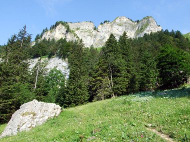 Ağaçlar ve herdem yeşil ormanlar yamaçlarda Alpstein dağ ve nehir Ren Vadisi - St. Gallen Kanton ve Appenzell Innerrhoden, İsviçre
