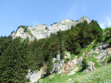 Ağaçlar ve herdem yeşil ormanlar yamaçlarda Alpstein dağ ve nehir Ren Vadisi - St. Gallen Kanton ve Appenzell Innerrhoden, İsviçre