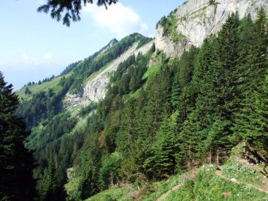 Ağaçlar ve herdem yeşil ormanlar yamaçlarda Alpstein dağ ve nehir Ren Vadisi - St. Gallen Kanton ve Appenzell Innerrhoden, İsviçre