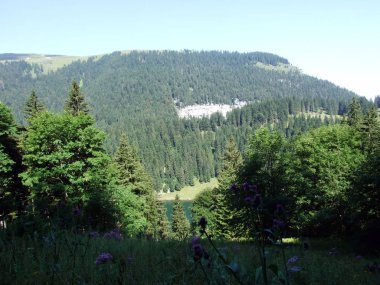 Ağaçlar ve herdem yeşil ormanlar yamaçlarda Alpstein dağ ve nehir Ren Vadisi - St. Gallen Kanton ve Appenzell Innerrhoden, İsviçre