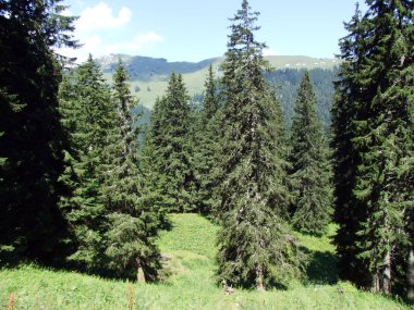 Ağaçlar ve herdem yeşil ormanlar yamaçlarda Alpstein dağ ve nehir Ren Vadisi - St. Gallen Kanton ve Appenzell Innerrhoden, İsviçre