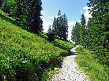 Ağaçlar ve herdem yeşil ormanlar yamaçlarda Alpstein dağ ve nehir Ren Vadisi - St. Gallen Kanton ve Appenzell Innerrhoden, İsviçre