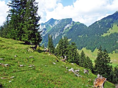 Ağaçlar ve herdem yeşil ormanlar yamaçlarda Alpstein dağ ve nehir Ren Vadisi - St. Gallen Kanton ve Appenzell Innerrhoden, İsviçre