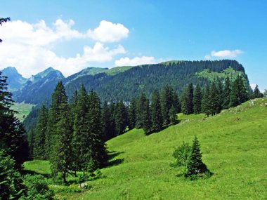 Ağaçlar ve herdem yeşil ormanlar yamaçlarda Alpstein dağ ve nehir Ren Vadisi - St. Gallen Kanton ve Appenzell Innerrhoden, İsviçre